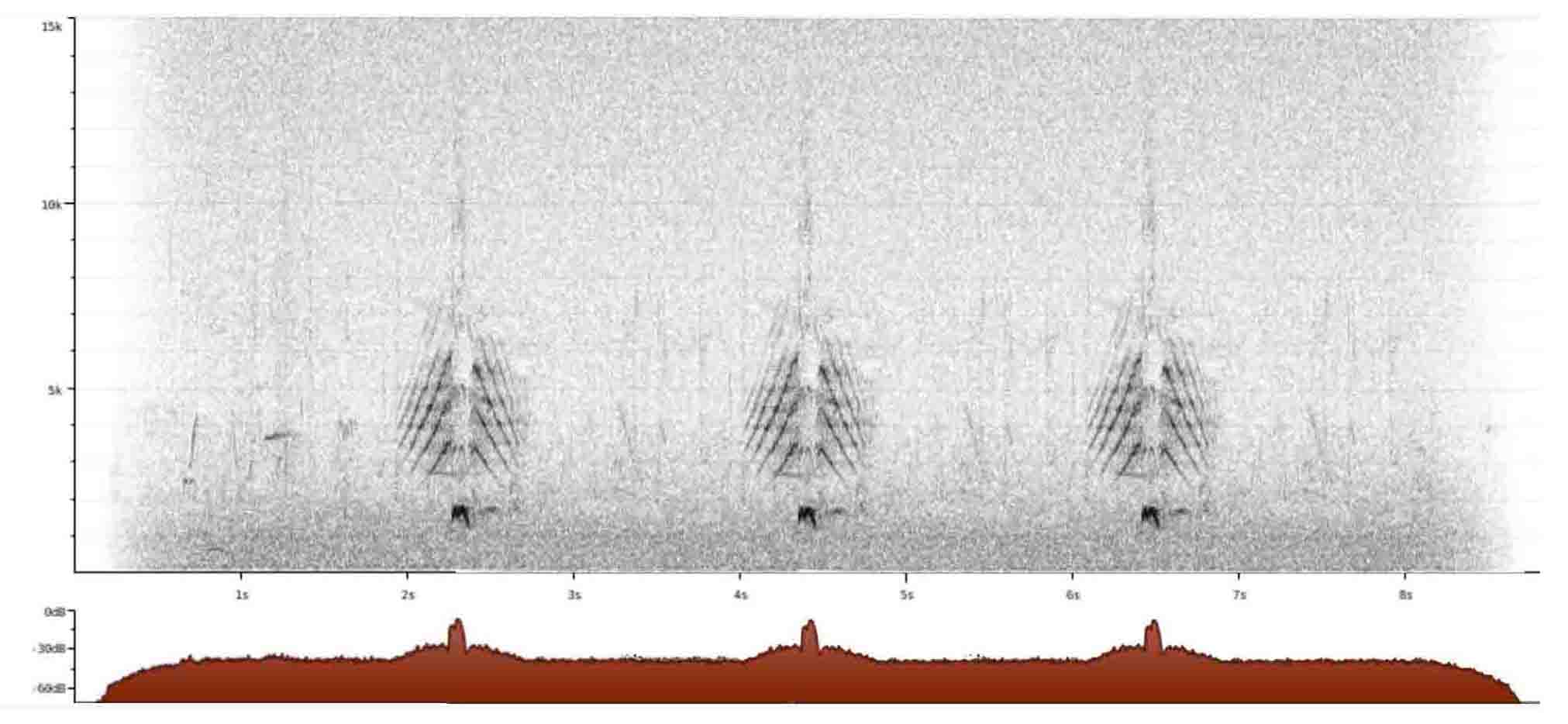 pintail spectogram