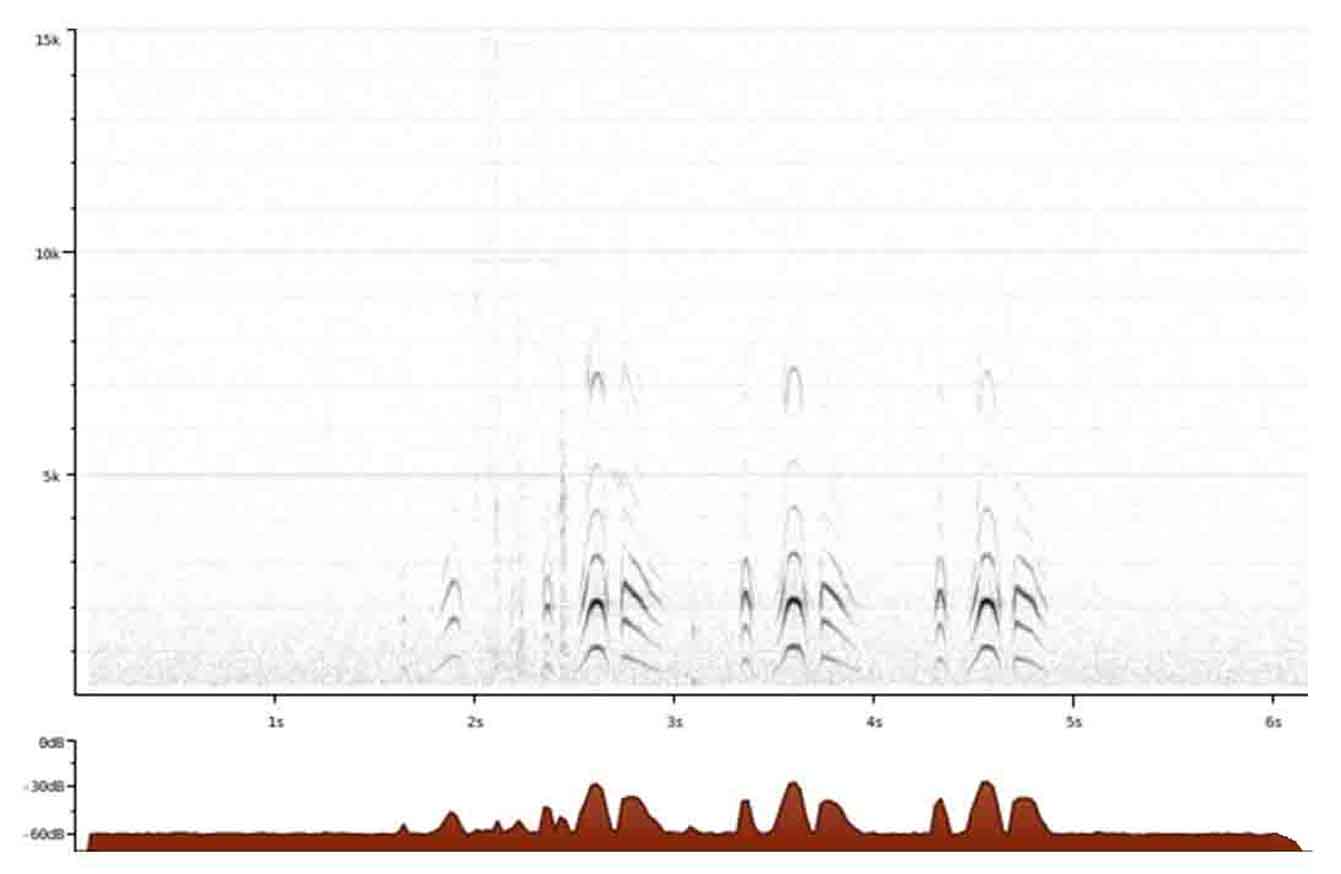 quail spectogram